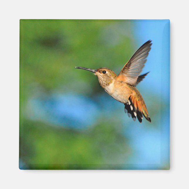 Hummingbird im Flight Magnet (Vorne)