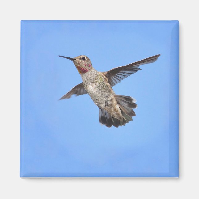 Hummingbird im Flight Magnet (Vorne)
