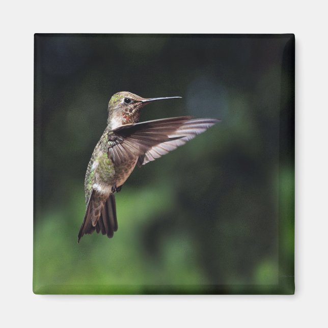 Hummingbird im Flight Magnet (Vorne)