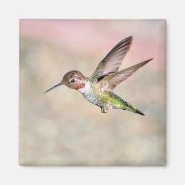 Hummingbird im Flight Magnet