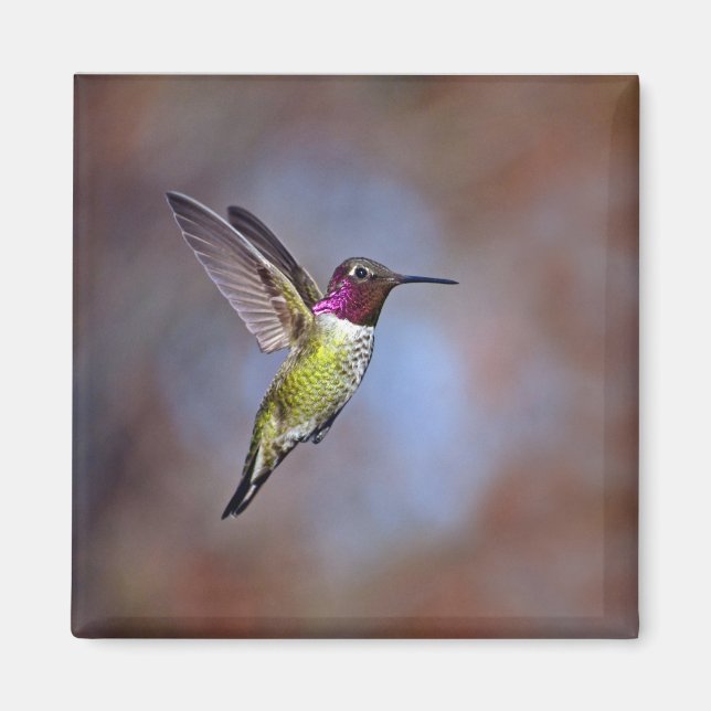 Hummingbird im Flight Magnet (Vorne)