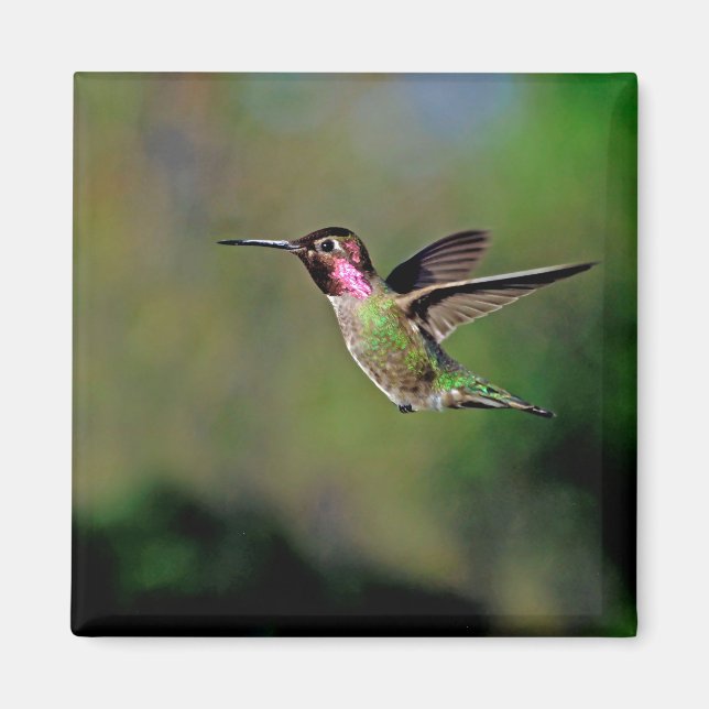 Hummingbird im Flight Magnet (Vorne)