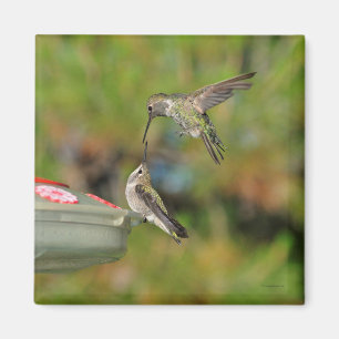 Hummingbird im Flight Magnet