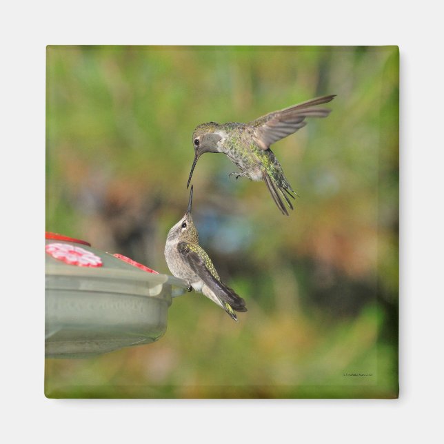 Hummingbird im Flight Magnet (Vorne)