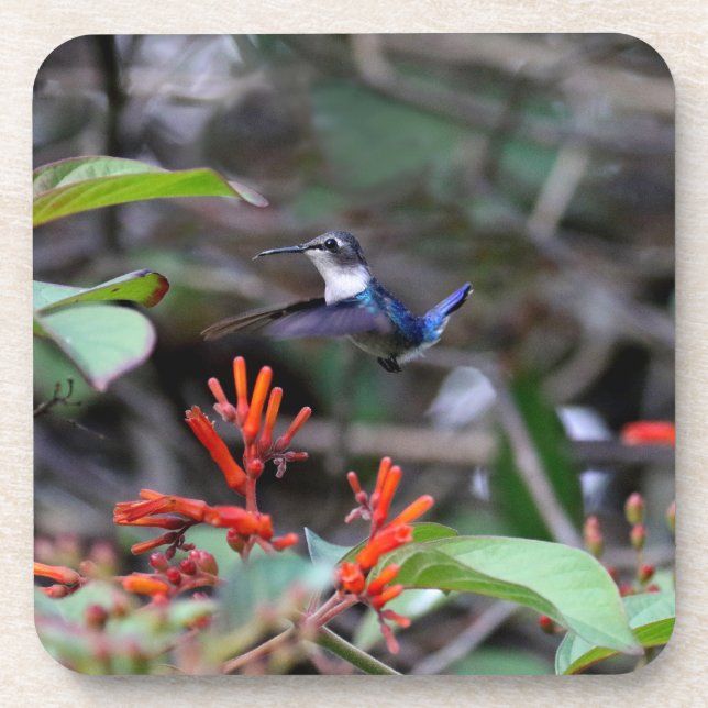 Hummingbird im Flight und in den Roten Blume Getränkeuntersetzer (Vorderseite)