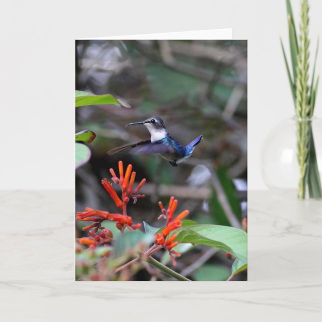 Hummingbird im Flight und in den Roten Blume Karte (Vorderseite)