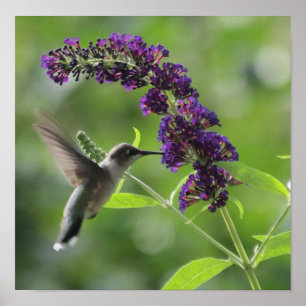 Hummingbird im Flugzeug mit einem Lila Butterfly B Poster