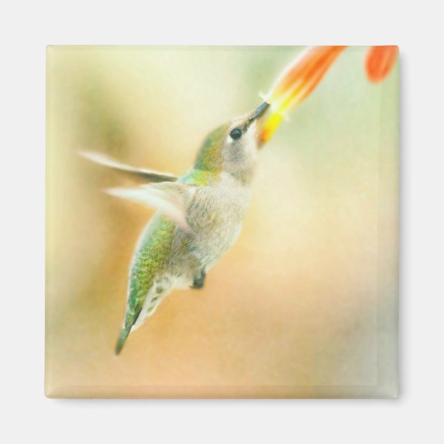 Hummingbird im Frühmorgendlicht Magnet (Vorne)