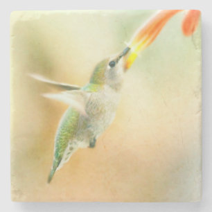 Hummingbird im Frühmorgendlicht Steinuntersetzer
