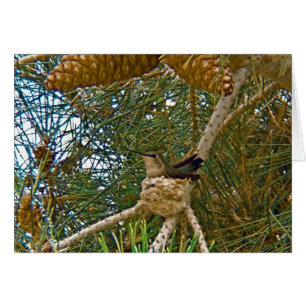 Hummingbird im Nest-Foto