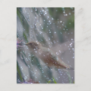 Hummingbird - im Regen spielen Postkarte
