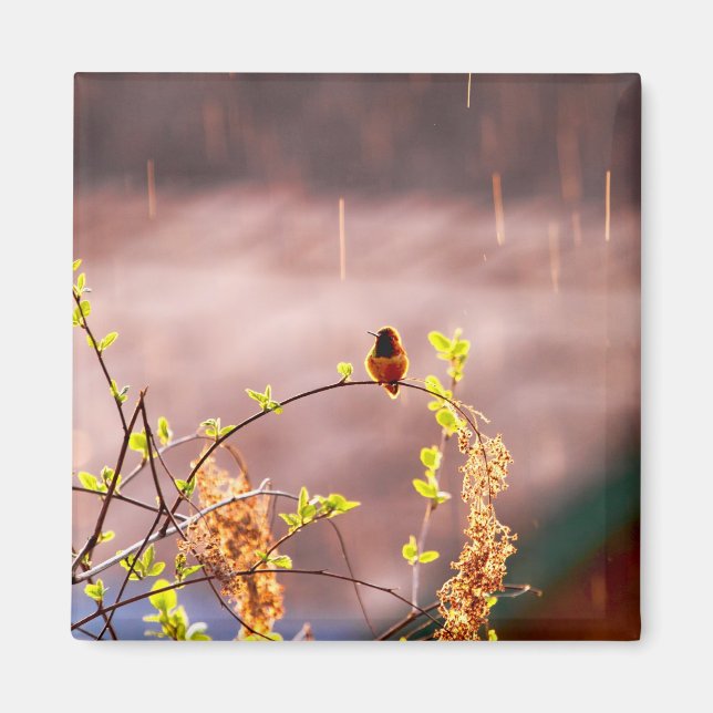 Hummingbird im Regendusche Magnet (Vorne)