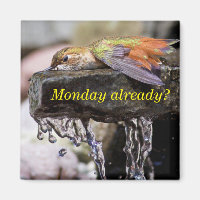 Hummingbird im Wasser 2