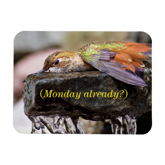 Hummingbird im Wasser 2 Magnet (Horizontal)
