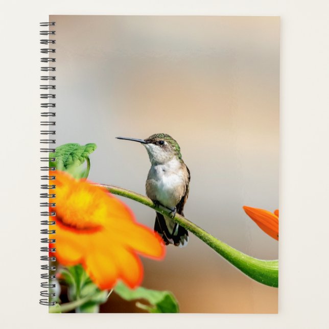 Hummingbird in den Adirondacks 2024 Planer (Vorderseite)