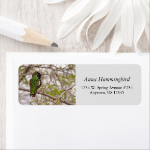 Hummingbird in den Grünfarben des Zweiten Frühling