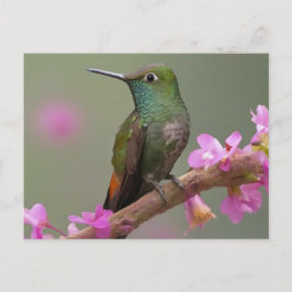 Hummingbird in der Erholung Postkarte