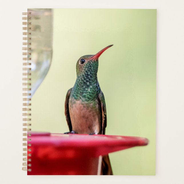 Hummingbird in Texas 2024 Planer (Vorderseite)