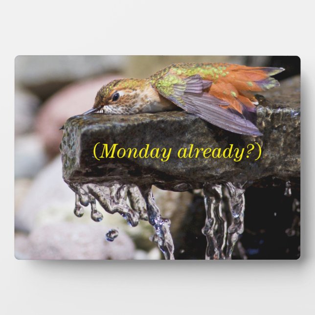 Hummingbird lehren im Wasser Fotoplatte (Vorderseite)