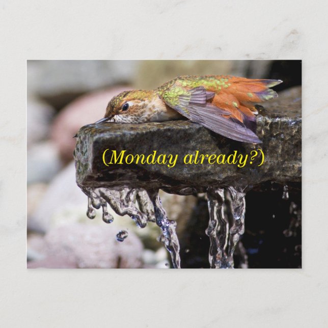 Hummingbird lehren im Wasser Postkarte (Vorderseite)