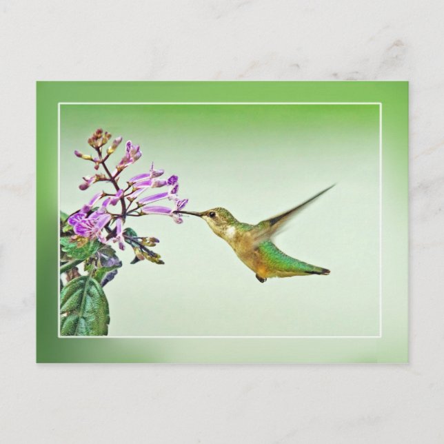 Hummingbird Lunch Postkarte (Vorderseite)