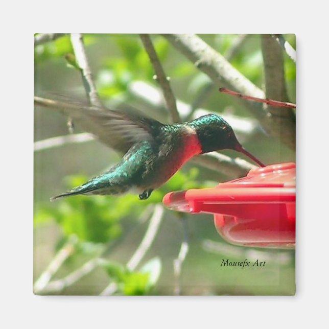 Hummingbird Magnet (Vorne)