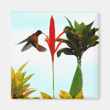 Hummingbird Magnet