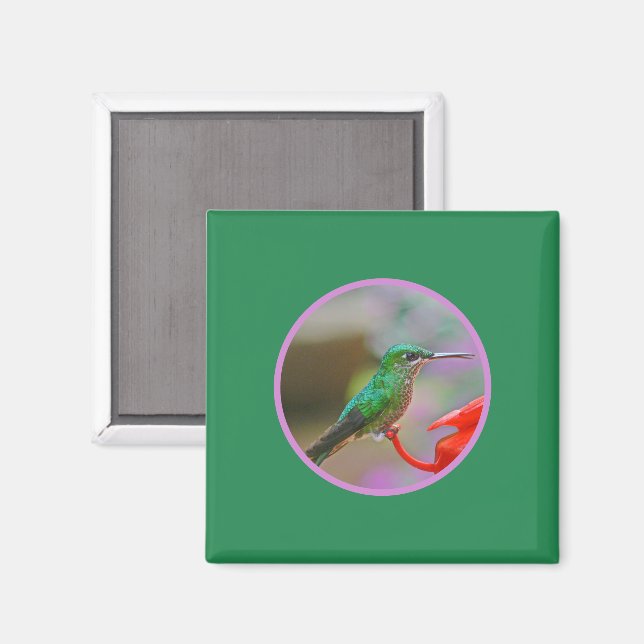 HUMMINGBIRD MAGNET (Vorderseite/Rückseite)