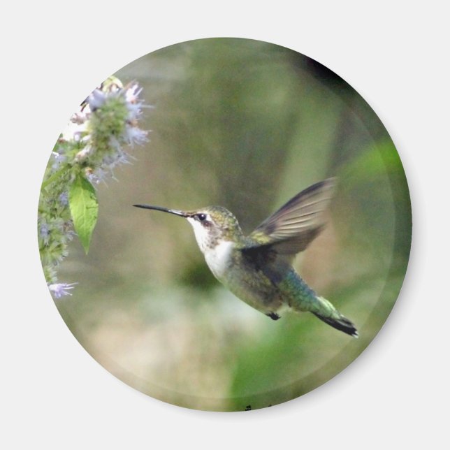 Hummingbird Magnet (Vorne)