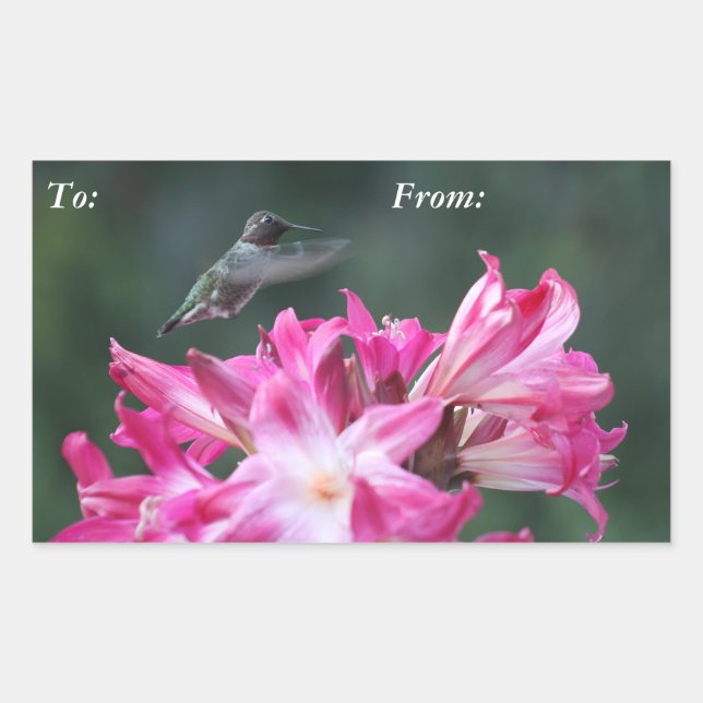 Hummingbird mit Belladonna liskotchen Rechteckiger Aufkleber (Vorderseite)
