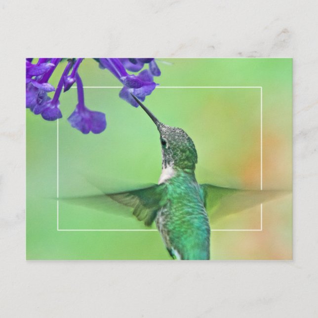 Hummingbird mit Mona Lavender Postkarte (Vorderseite)
