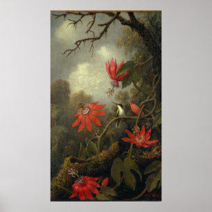 Hummingbird mit Passion-Blume Poster