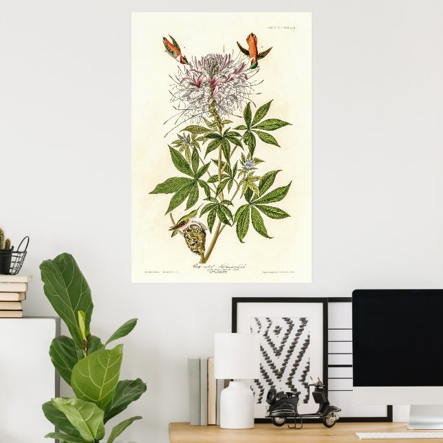 Hummingbird mit Rüffelhalskrabe Poster (Heimbüro)