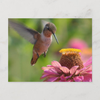 Hummingbird mit Zinnias Postkarte