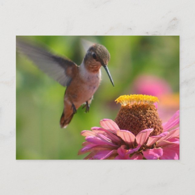 Hummingbird mit Zinnias Postkarte (Vorderseite)