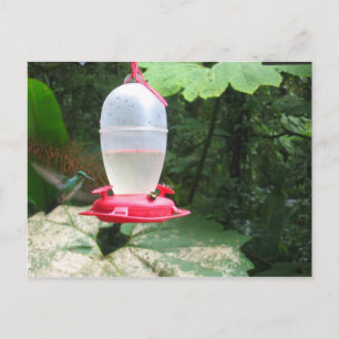 Hummingbird - Monteverde, Costa Rica Postkarte