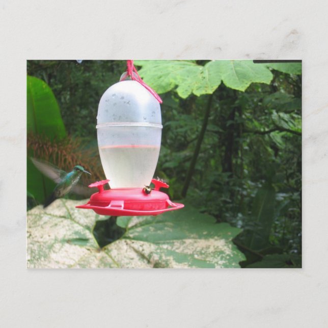 Hummingbird - Monteverde, Costa Rica Postkarte (Vorderseite)