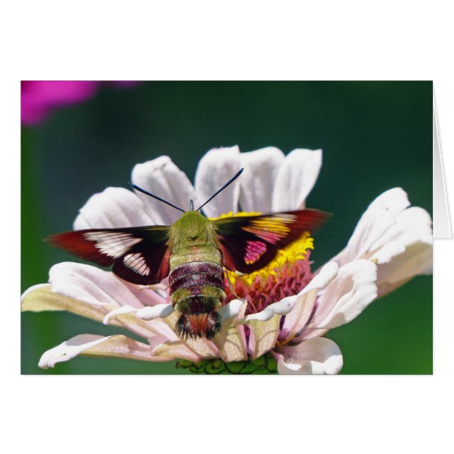 Hummingbird Moth (Vorderseite (Horizontal))