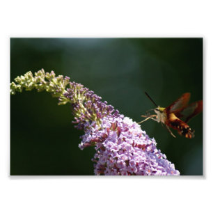 HummingBird Moth 7 x 5 Impression photographique