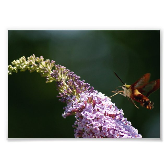 HummingBird Moth 7 x 5 Impression photographique (Devant)