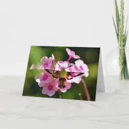Hummingbird Moth Blank Grußkarte Karte
