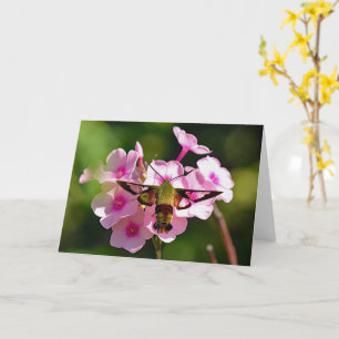 Hummingbird Moth Blank Grußkarte Karte