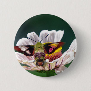 Hummingbird Moth Button