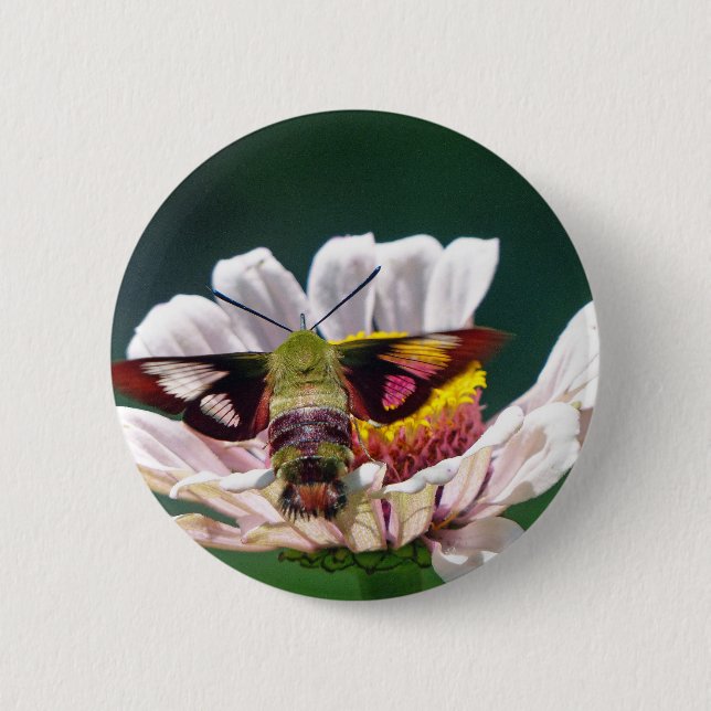 Hummingbird Moth Button (Vorderseite)