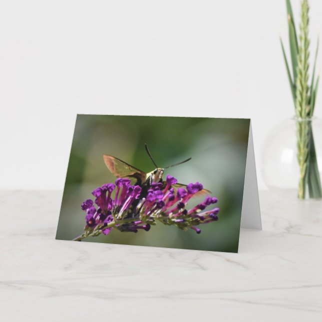 Hummingbird Moth, carte (Devant)