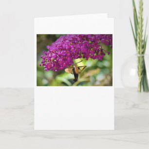 Hummingbird Moth, carte