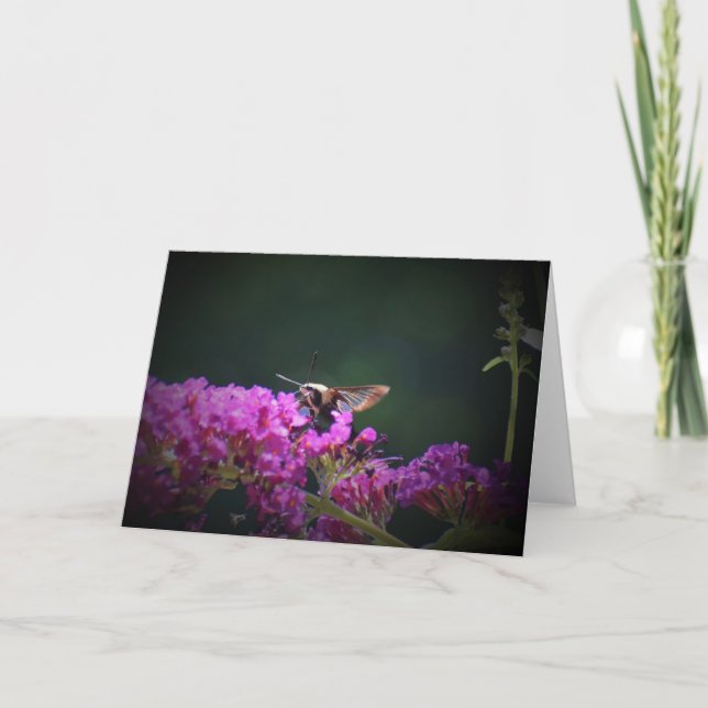Hummingbird Moth, carte (Devant)
