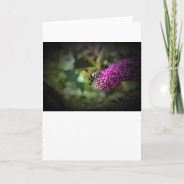 Hummingbird Moth, carte (Devant)