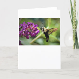 Hummingbird Moth, carte