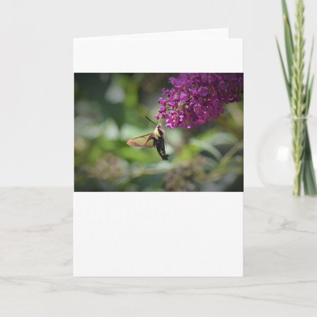 Hummingbird Moth, carte (Devant)